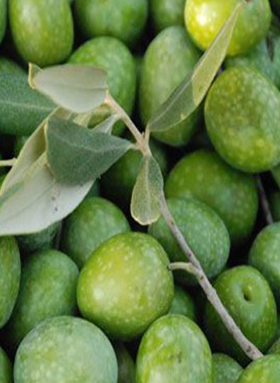 Antakya Kaşık Zeytin