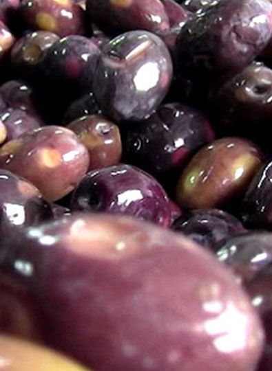 Aydın Kalamata Zeytin