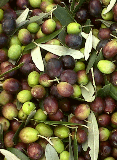 Naturel Köy Kırma Yeşil Zeytin